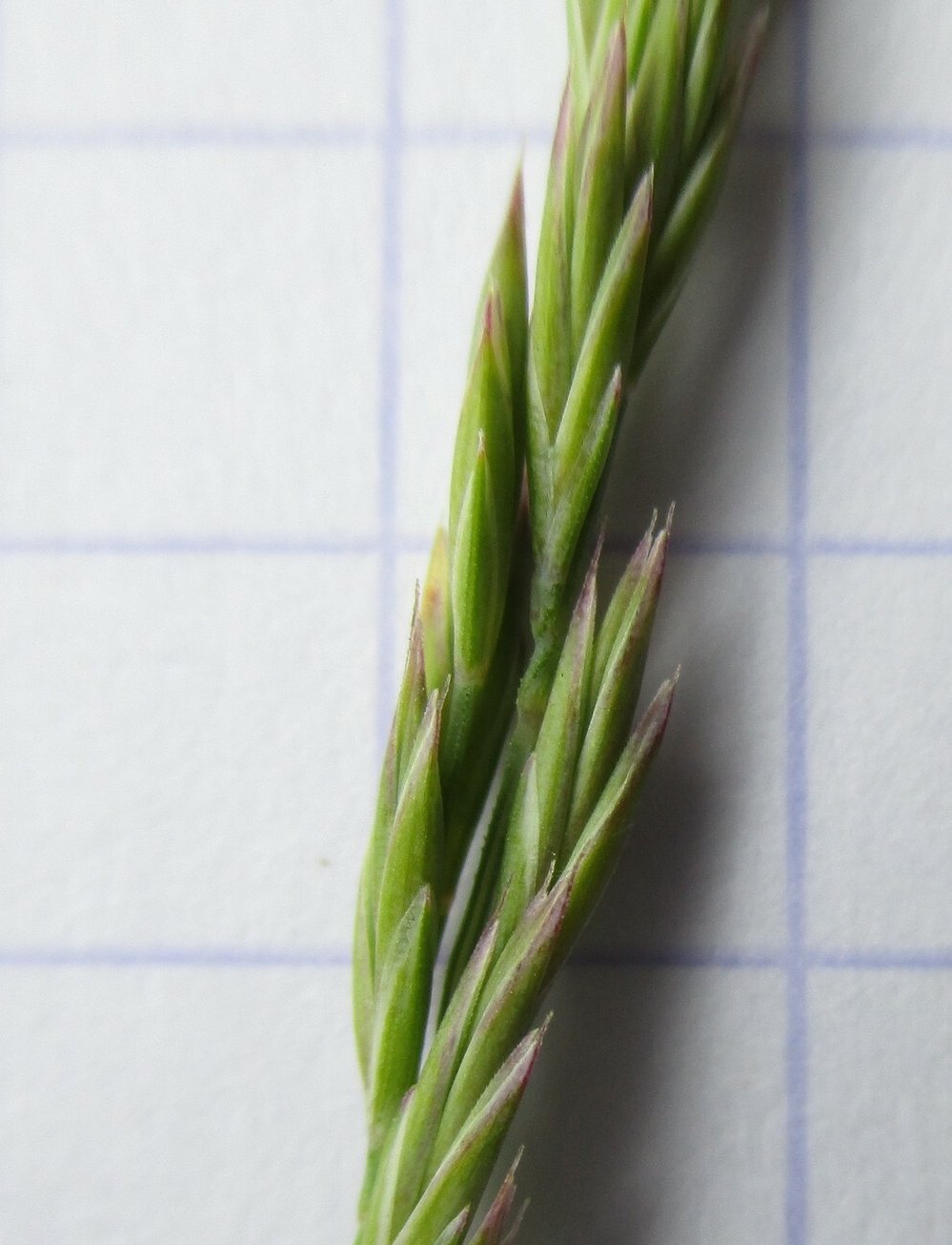 festuca marginata