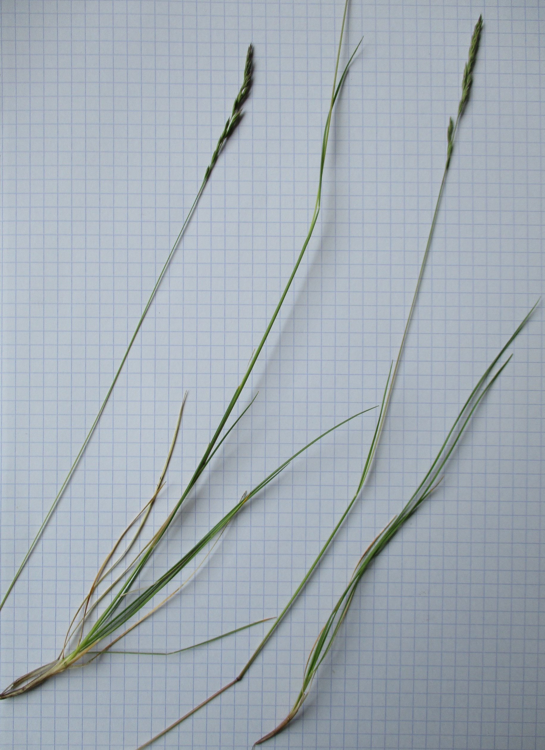 festuca marginata