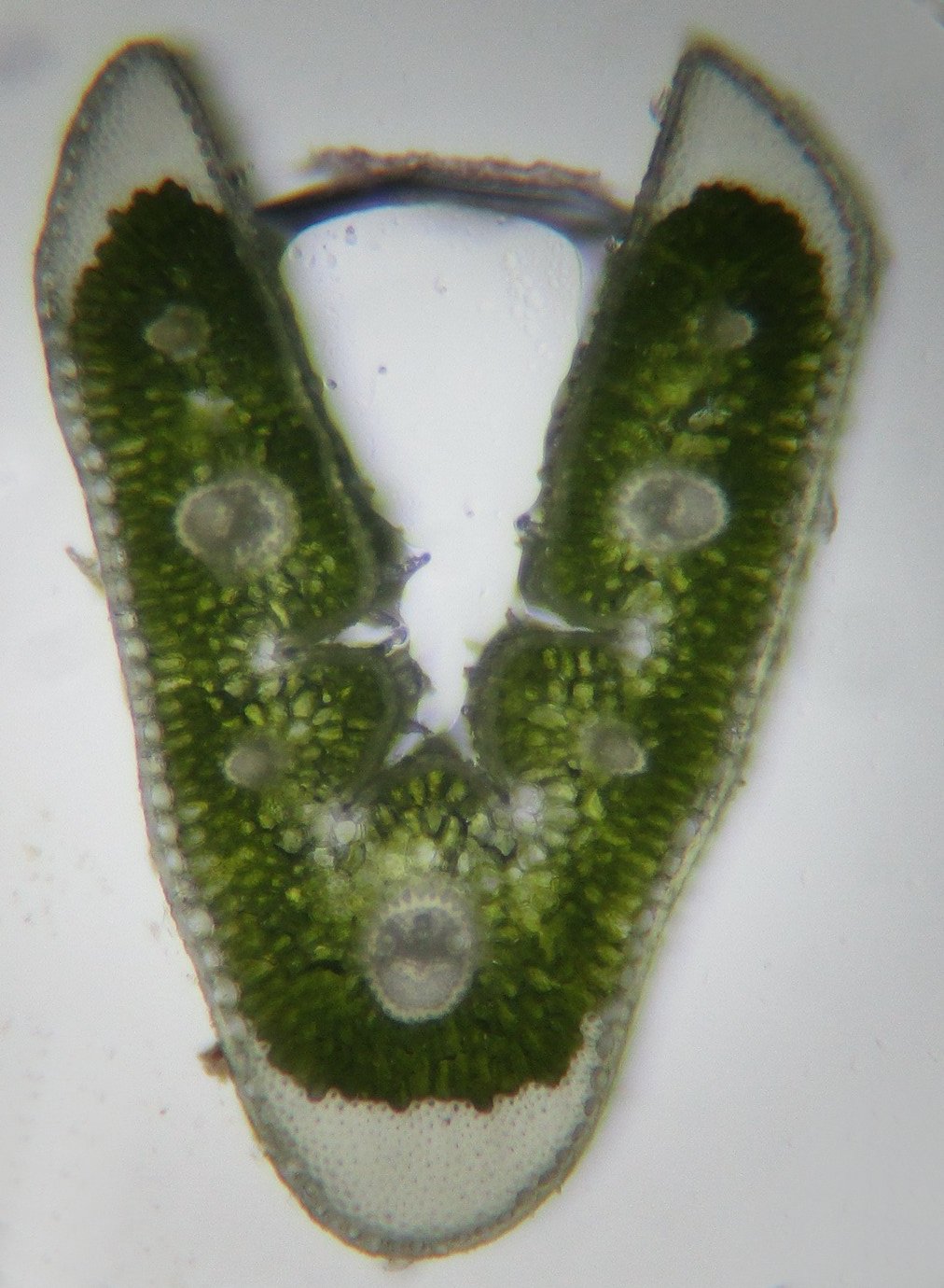 festuca marginata