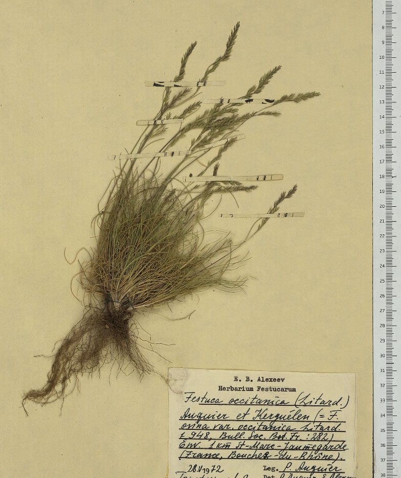 festuca occitanica