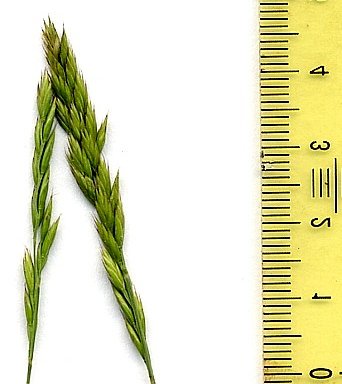 festuca occitanica