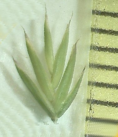 festuca occitanica