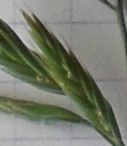 festuca rubra