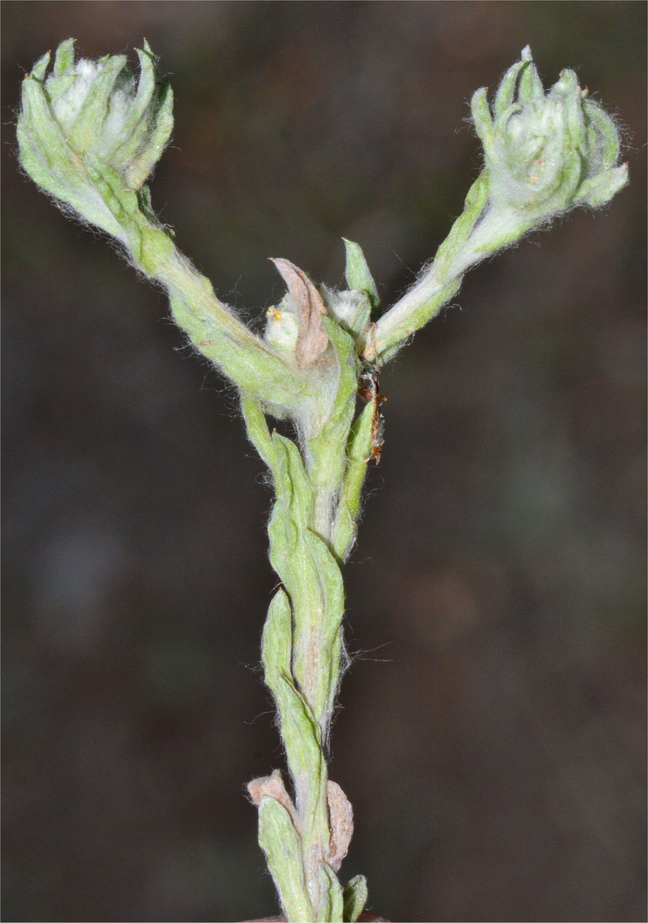 filago lutescens