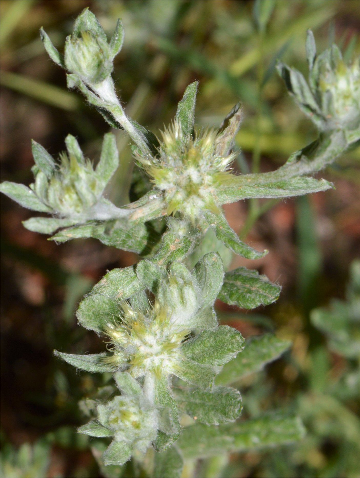 filago lutescens