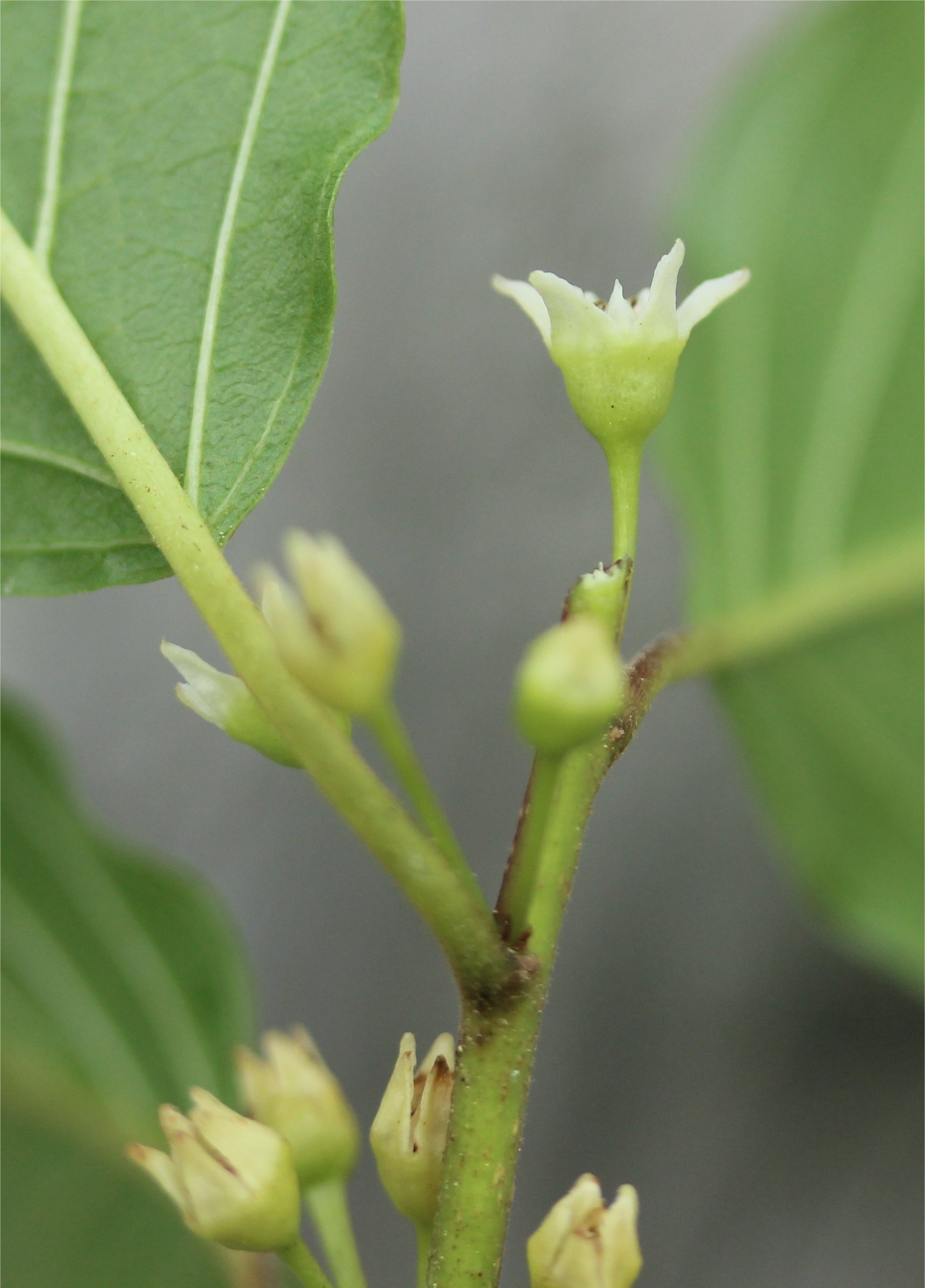 Frangula alnusfrangula alnus