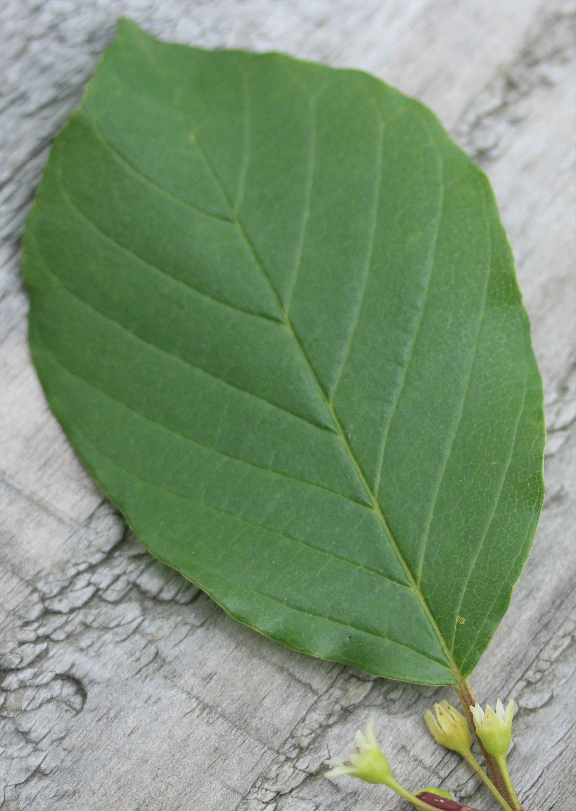 Frangula alnusfrangula alnus