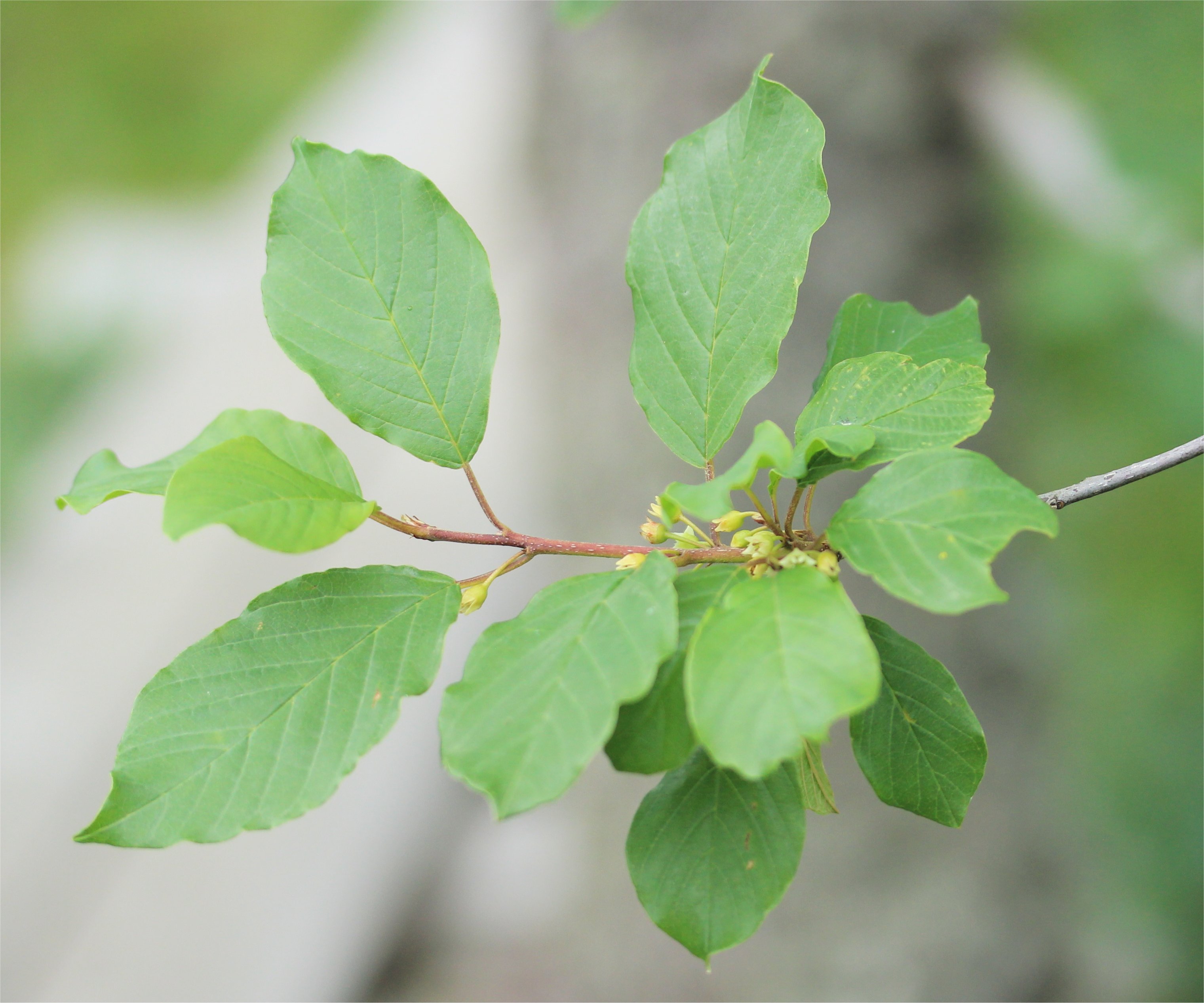 Frangula alnusfrangula alnus
