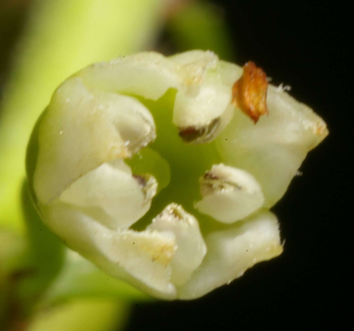 Frangula alnusfrangula alnus