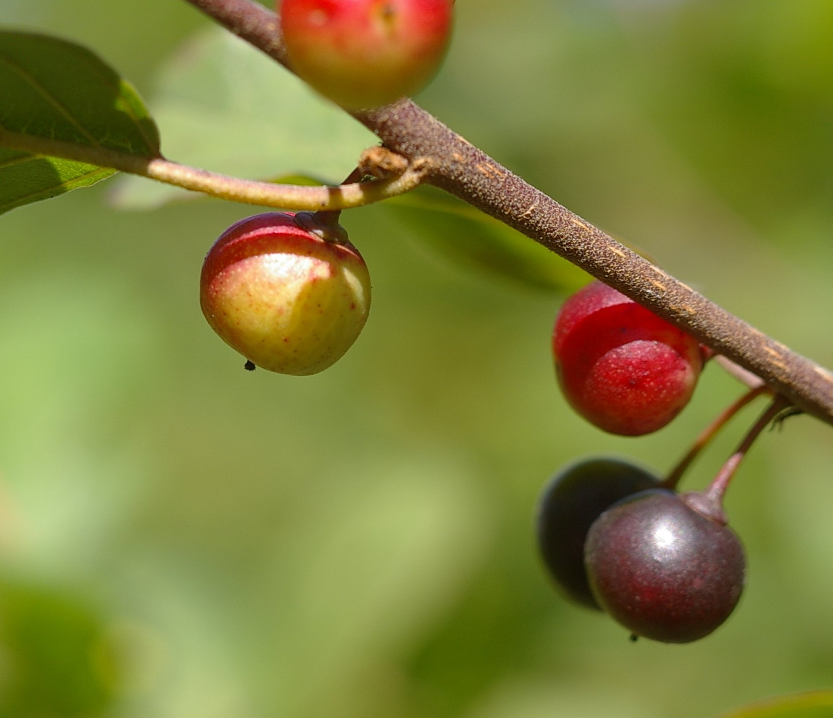 Frangula alnusfrangula alnus