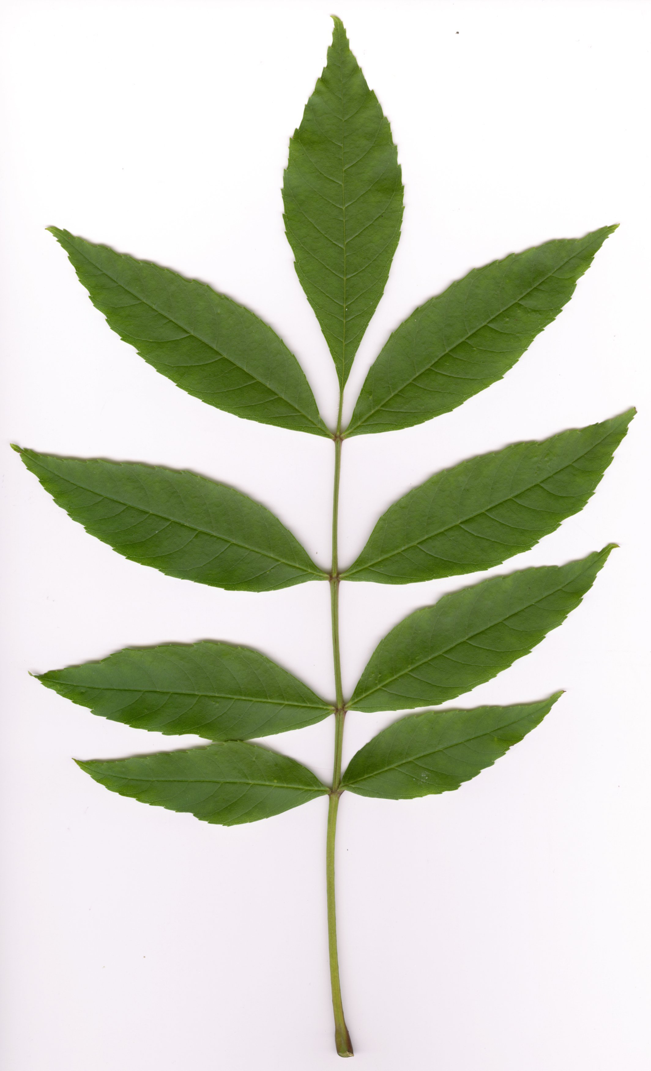 fraxinus exelsior