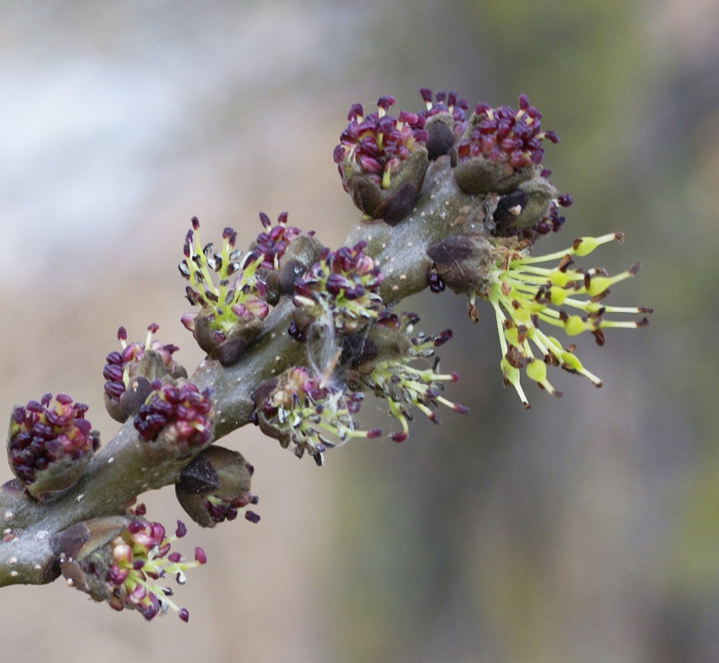 fraxinus exelsior