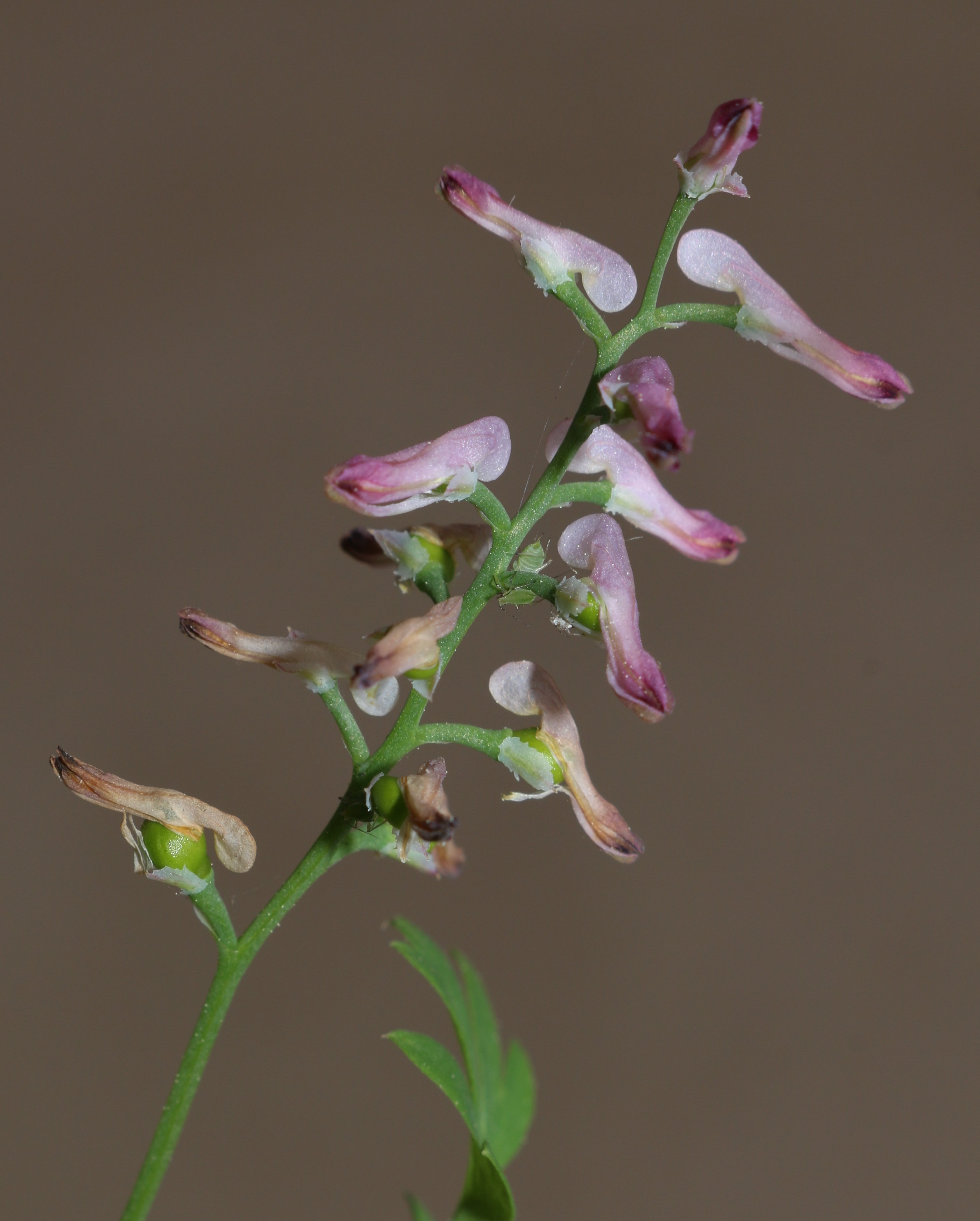 fumaria bastardii