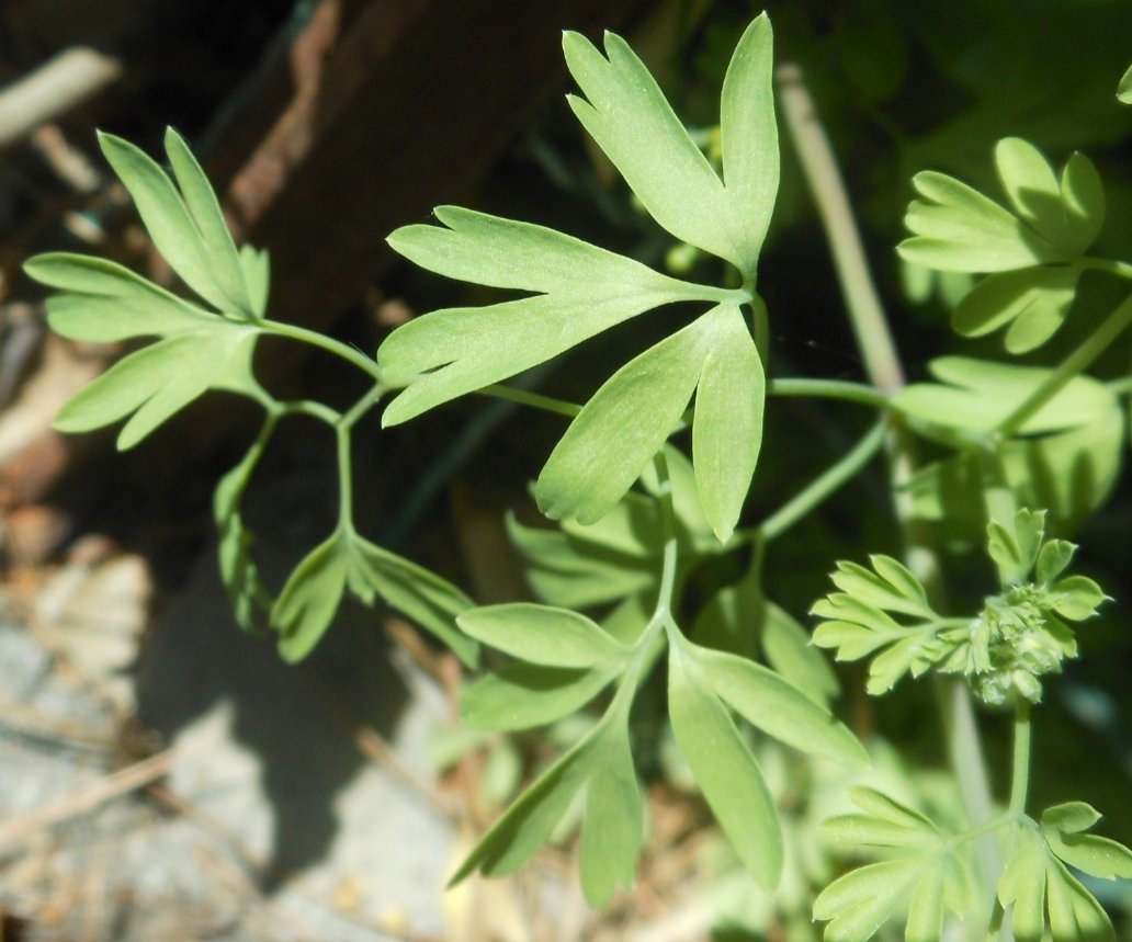 fumaria flabellata