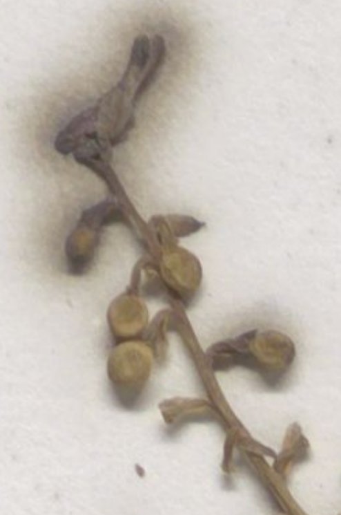 fumaria kralikii