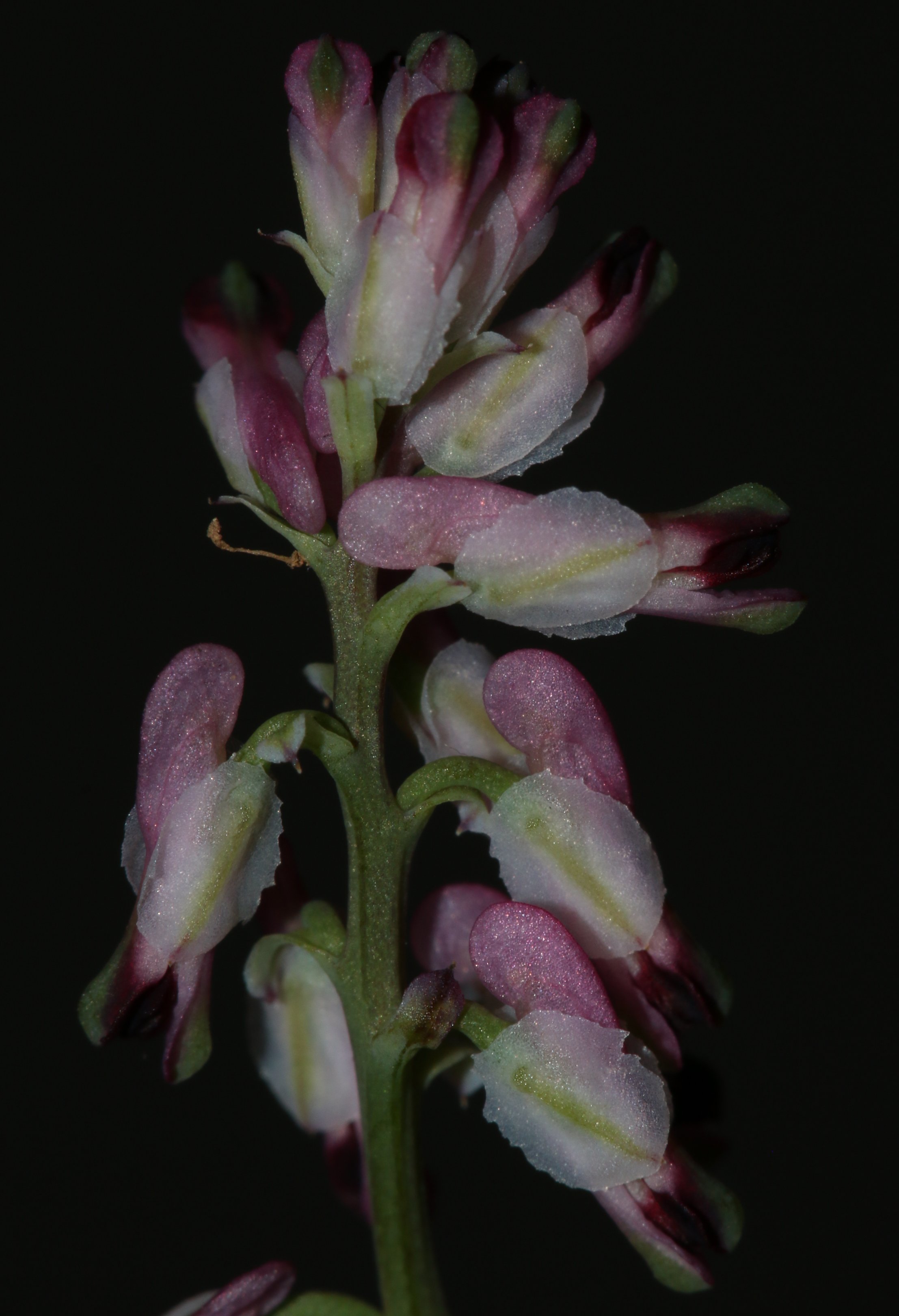 fumaria kralikii