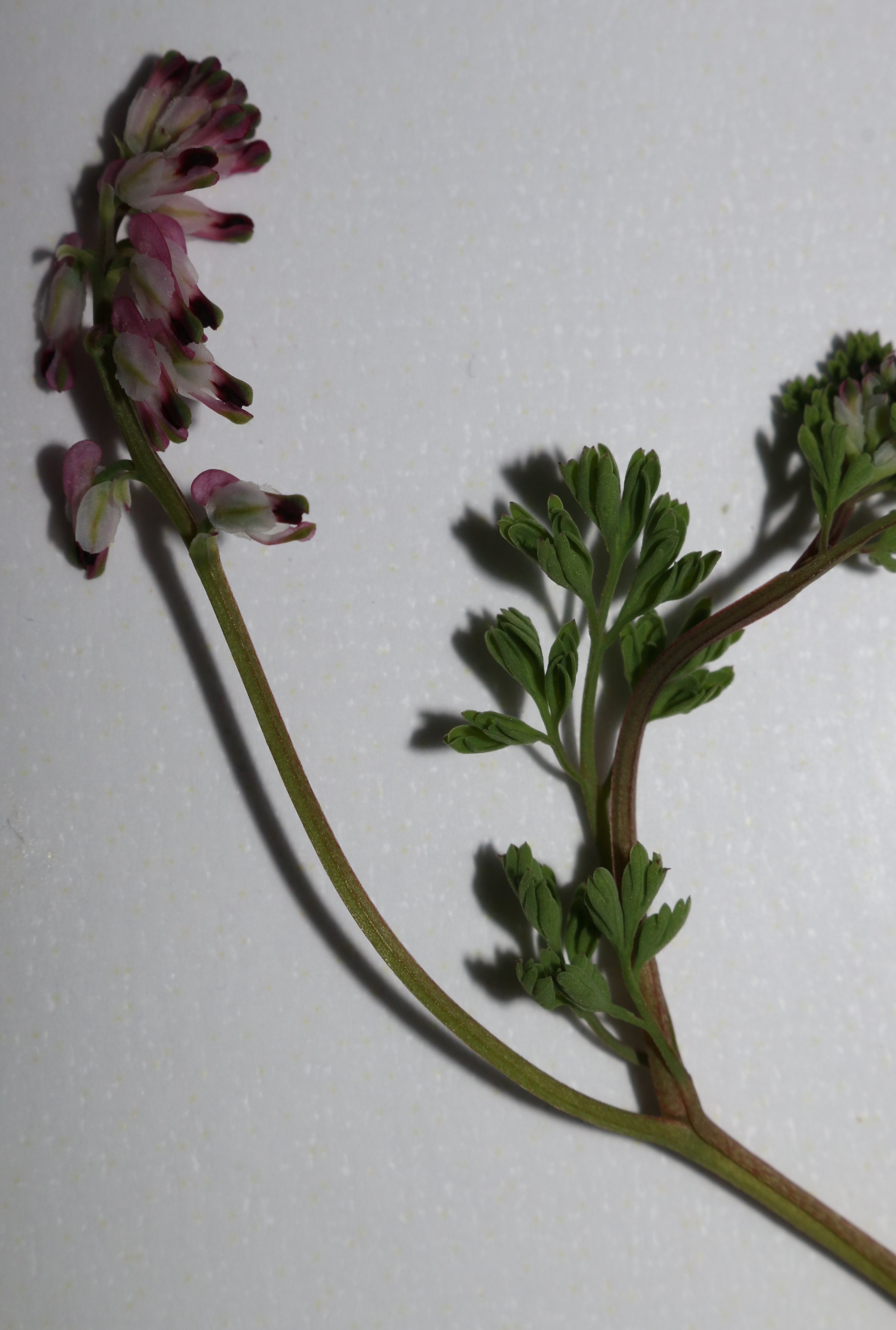fumaria kralikii