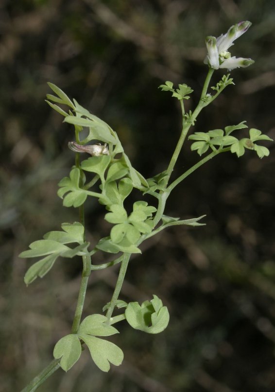 fumaria munbyi