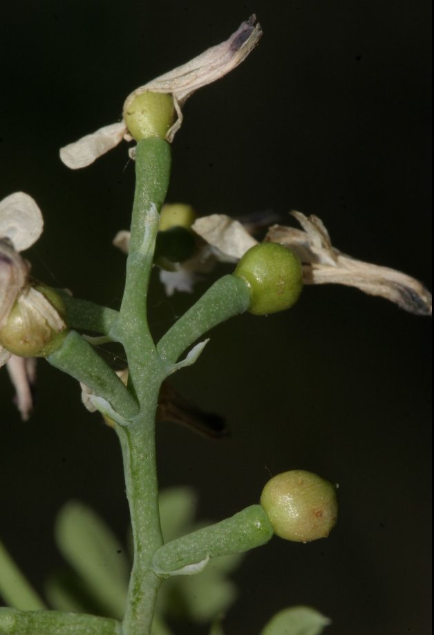 fumaria munbyi