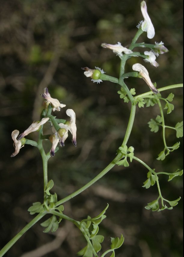 fumaria munbyi