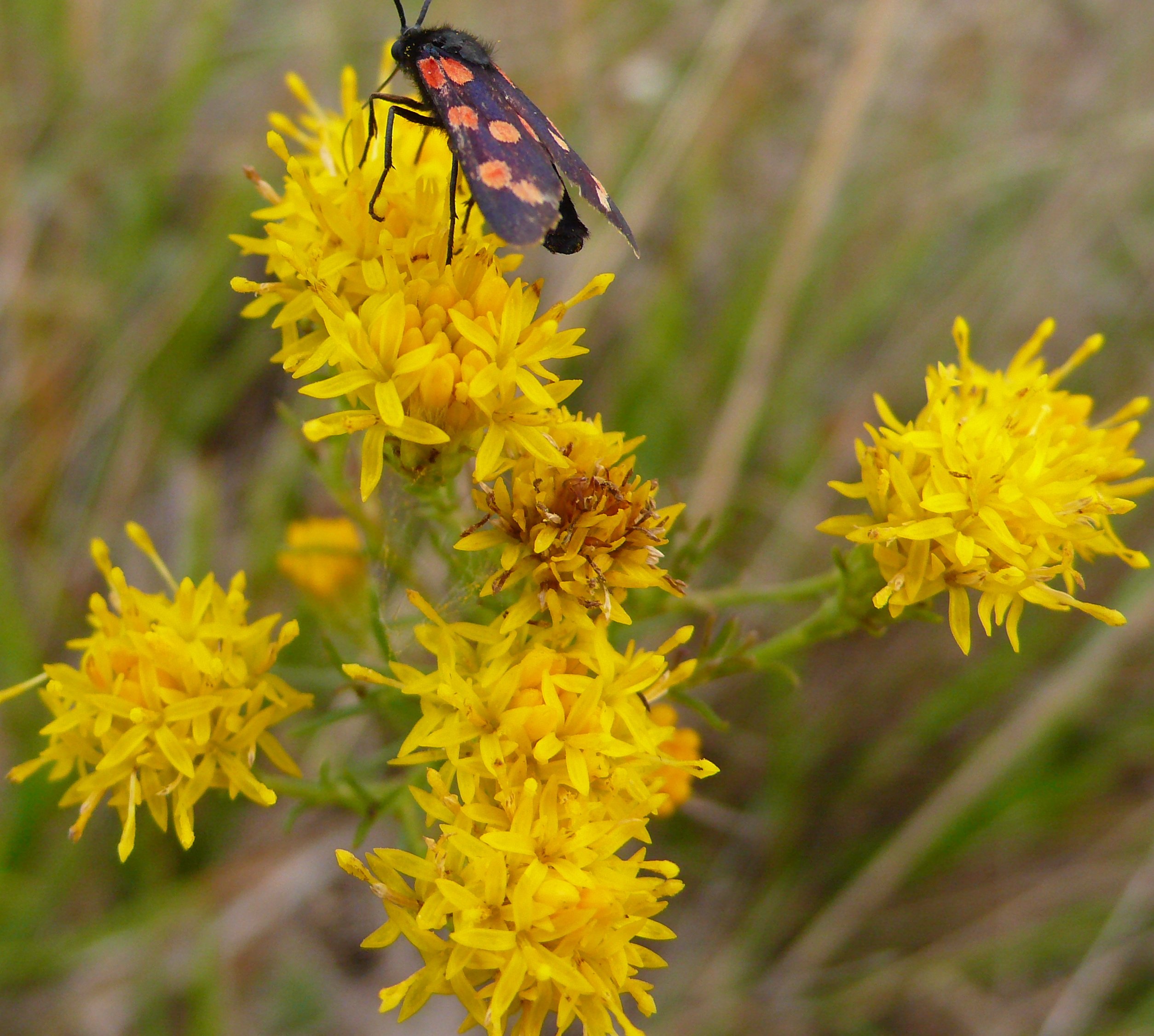 Aster linosyrisgalatella linosyris