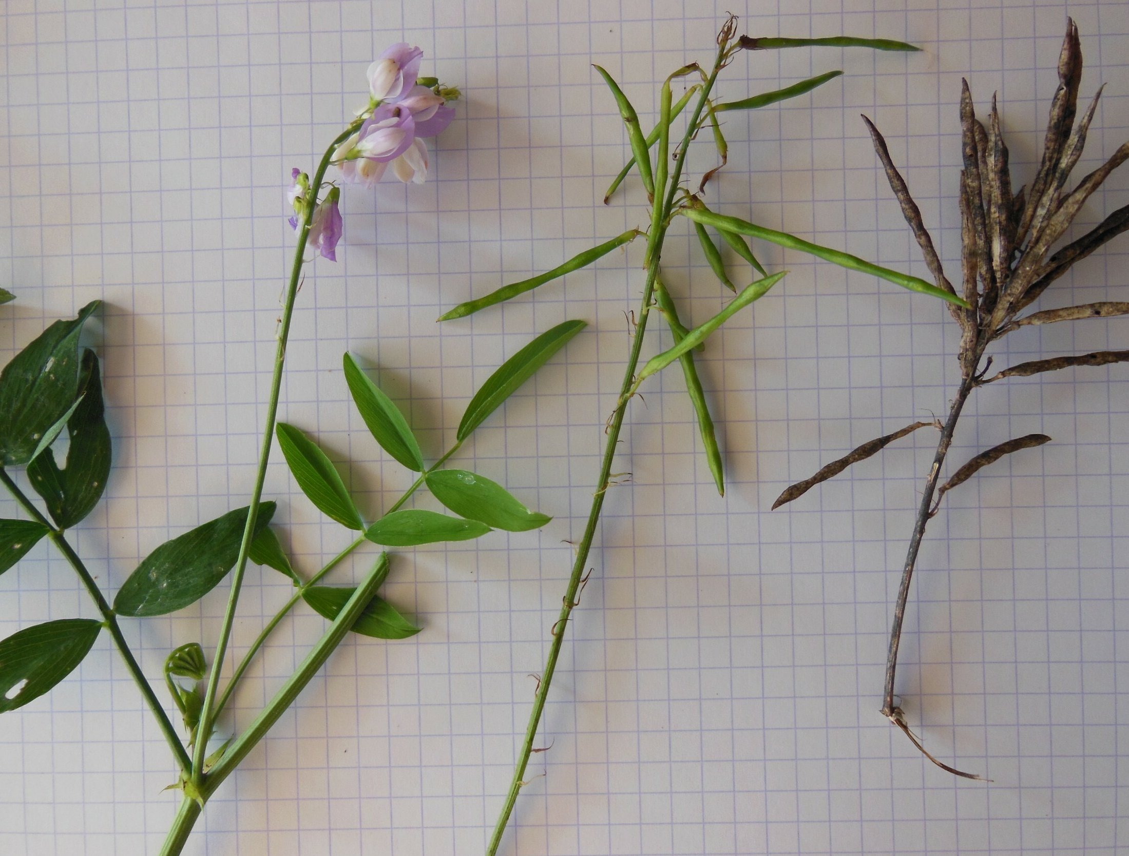 Galega officinalisgalega officinalis