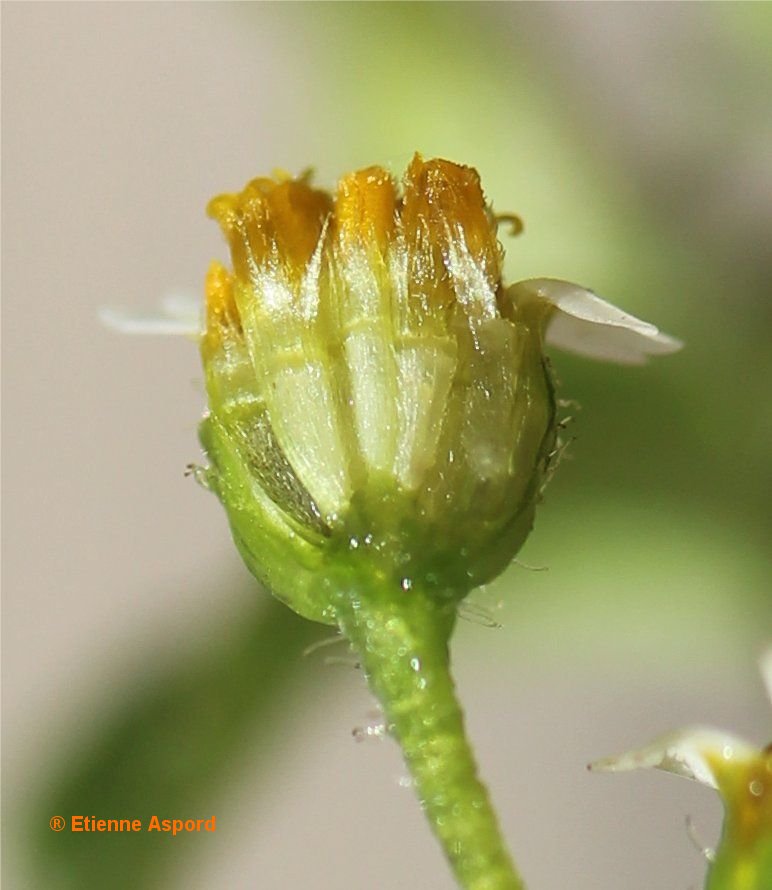 Galinsoga quadriradiata