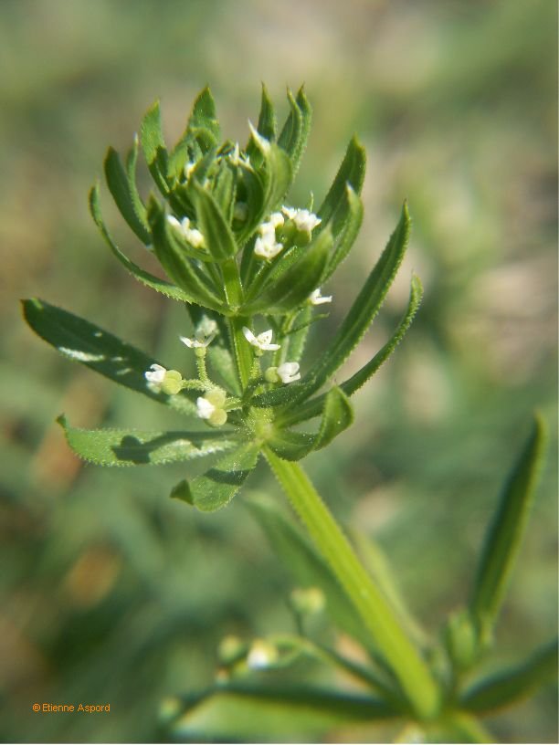 galium aparine