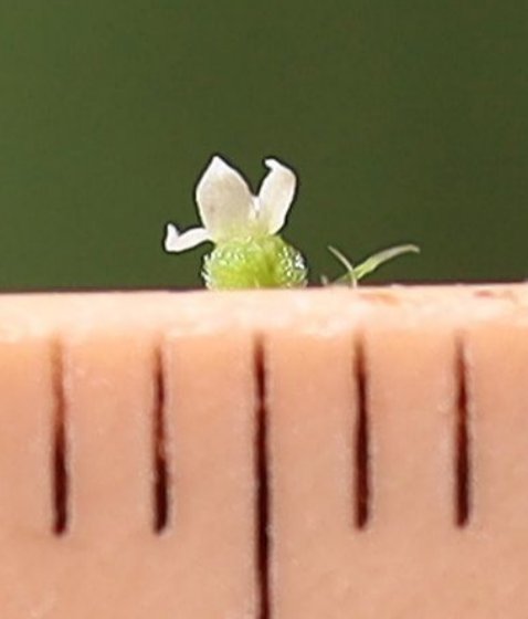 galium aparine subsp aparinella
