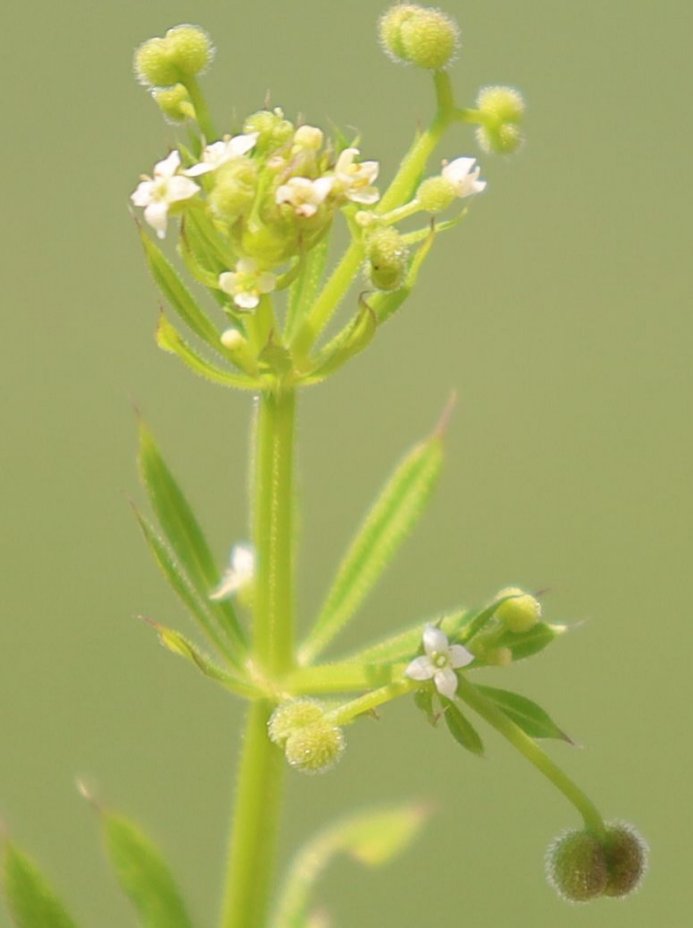 galium aparine subsp aparinella