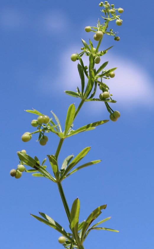 galium aparine subsp aparinella