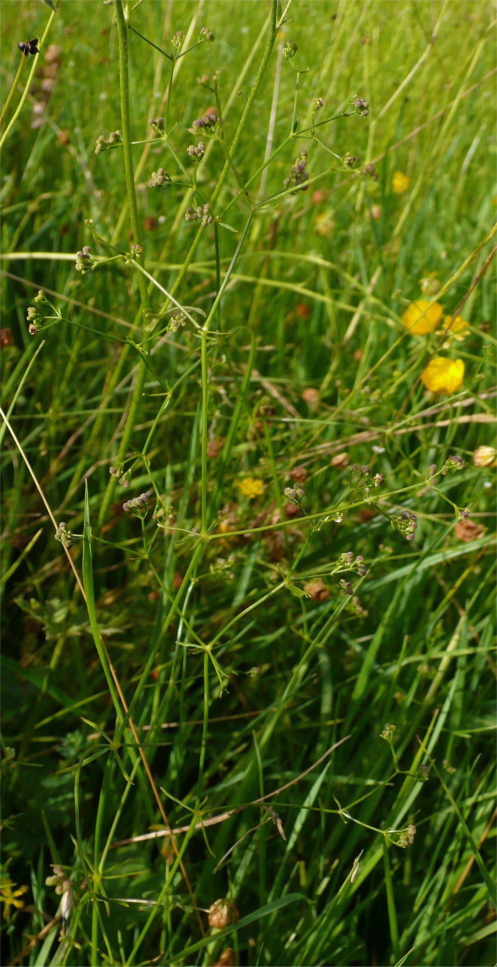 galium debile