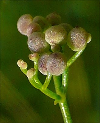 galium debile