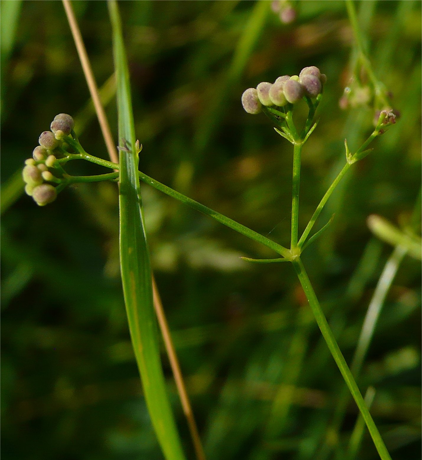 galium debile
