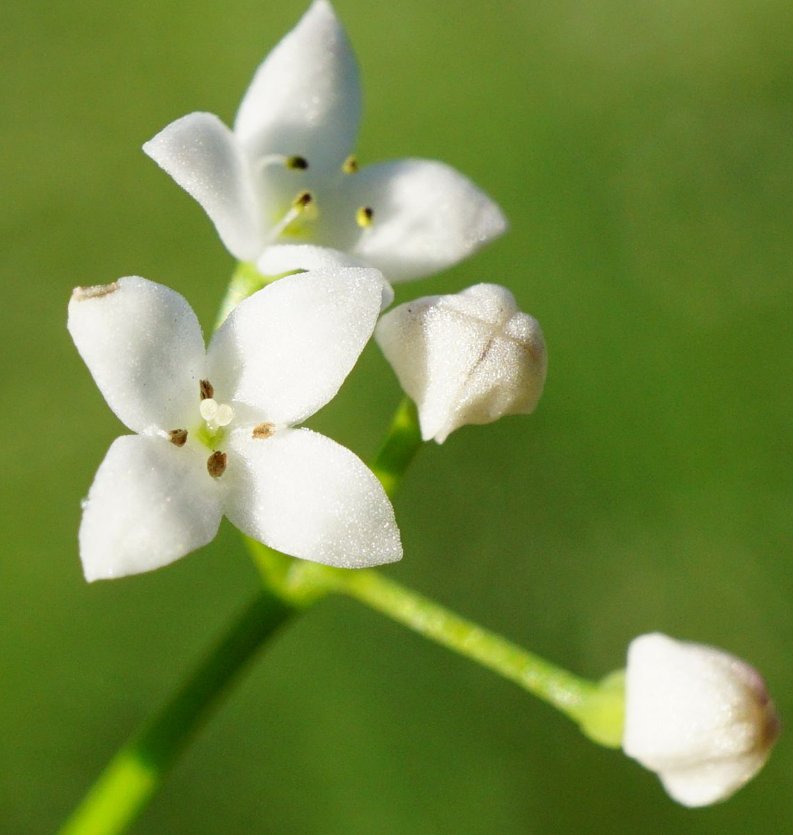 galium elongatum