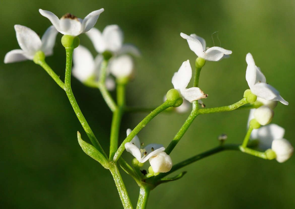 galium elongatum