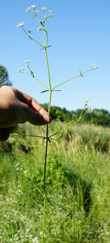 galium elongatum