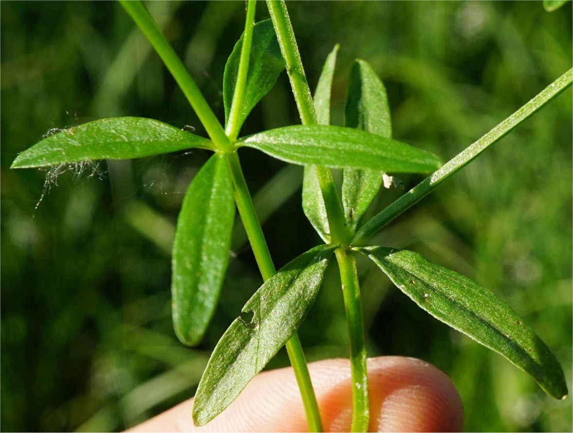 galium elongatum