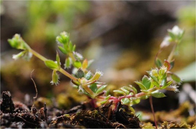 galium murale