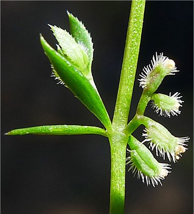 galium murale