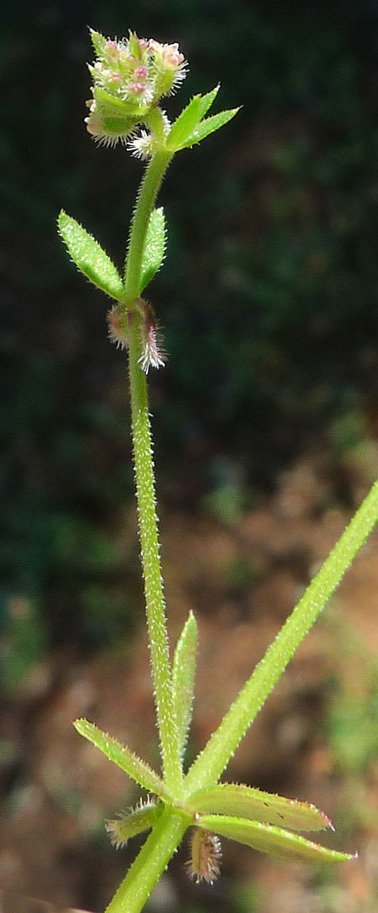 galium murale