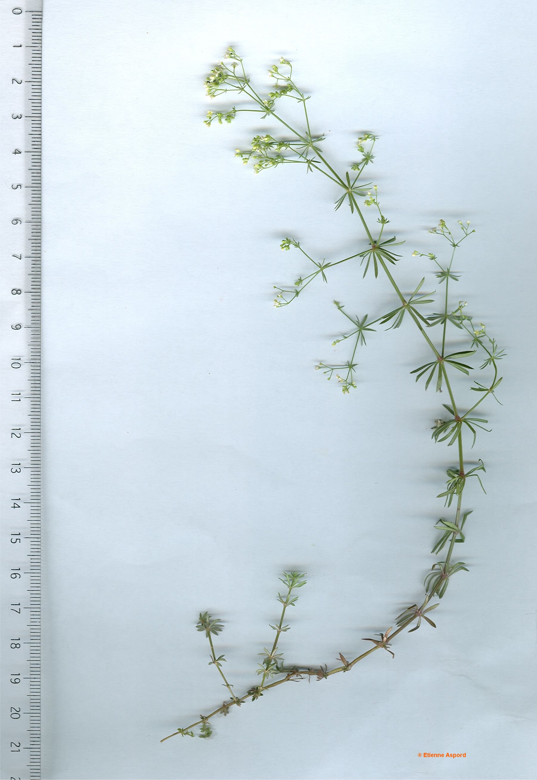 galium pumilum