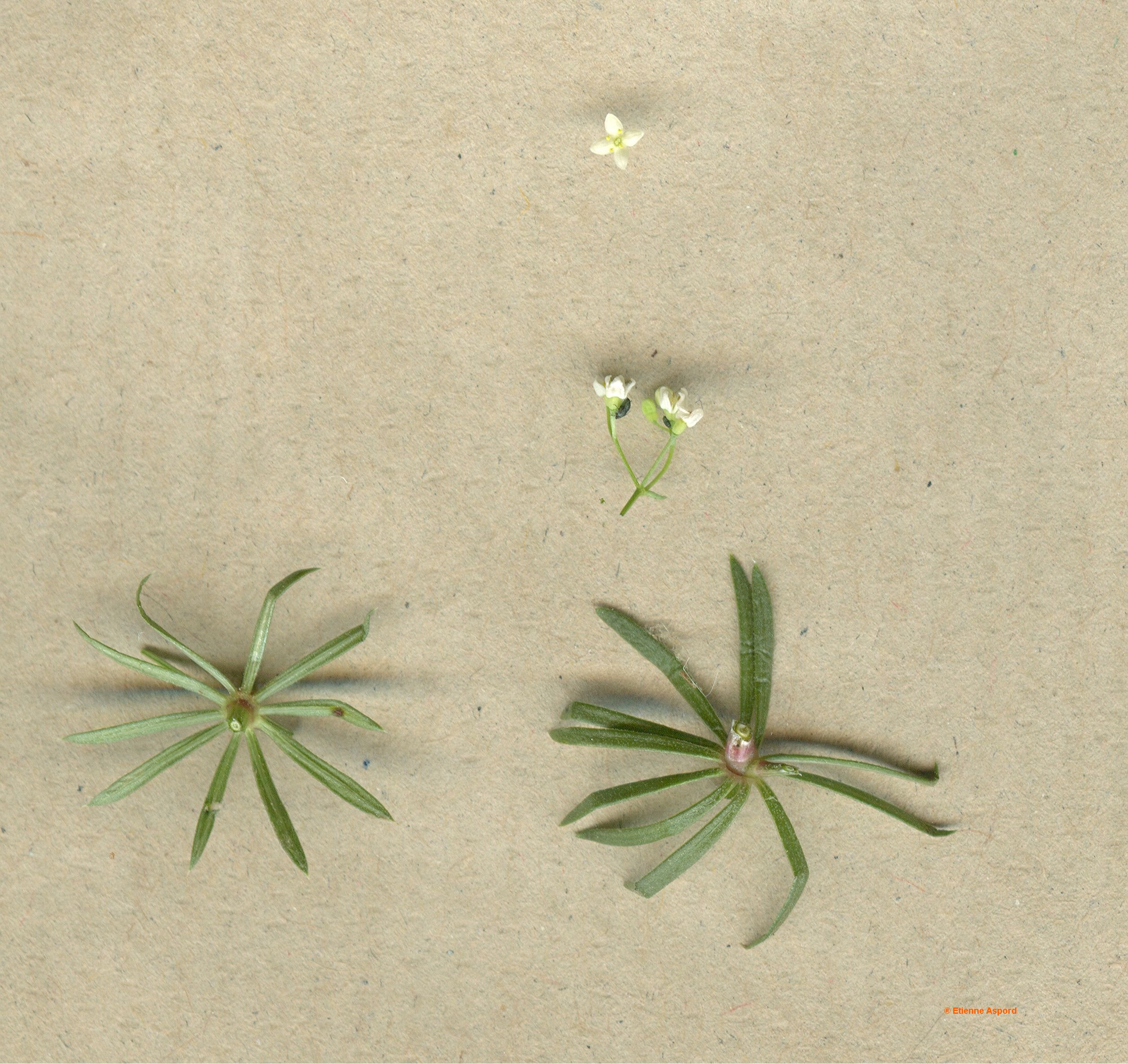 galium pumilum