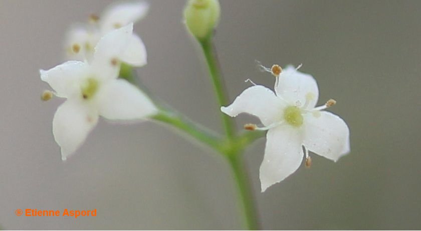galium pumilum