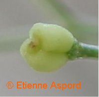 galium pumilum