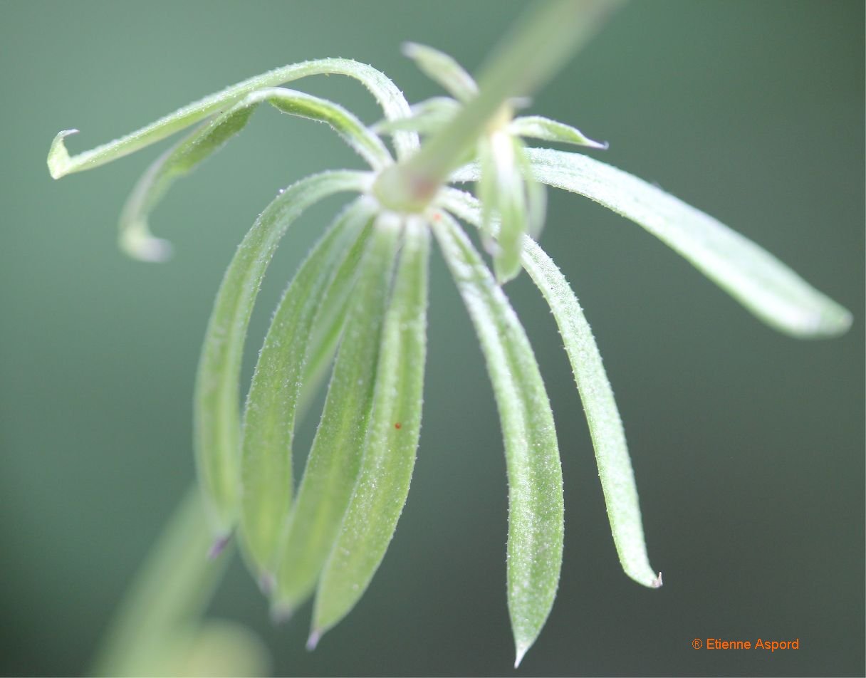 galium pumilum