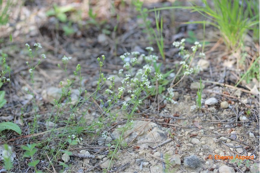 galium pumilum