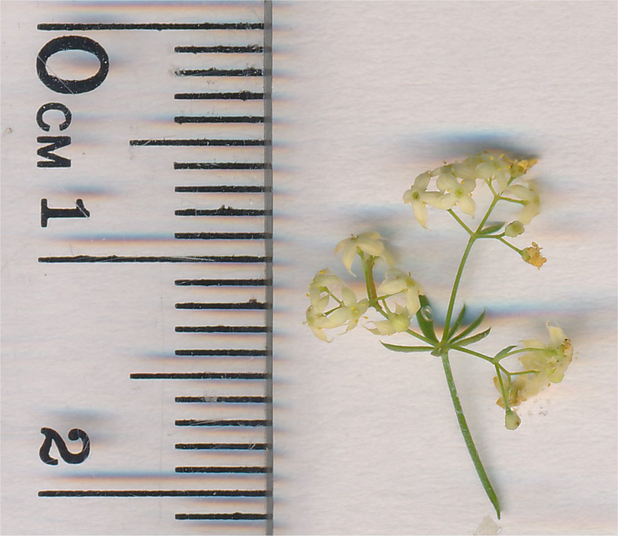 galium timeroyi