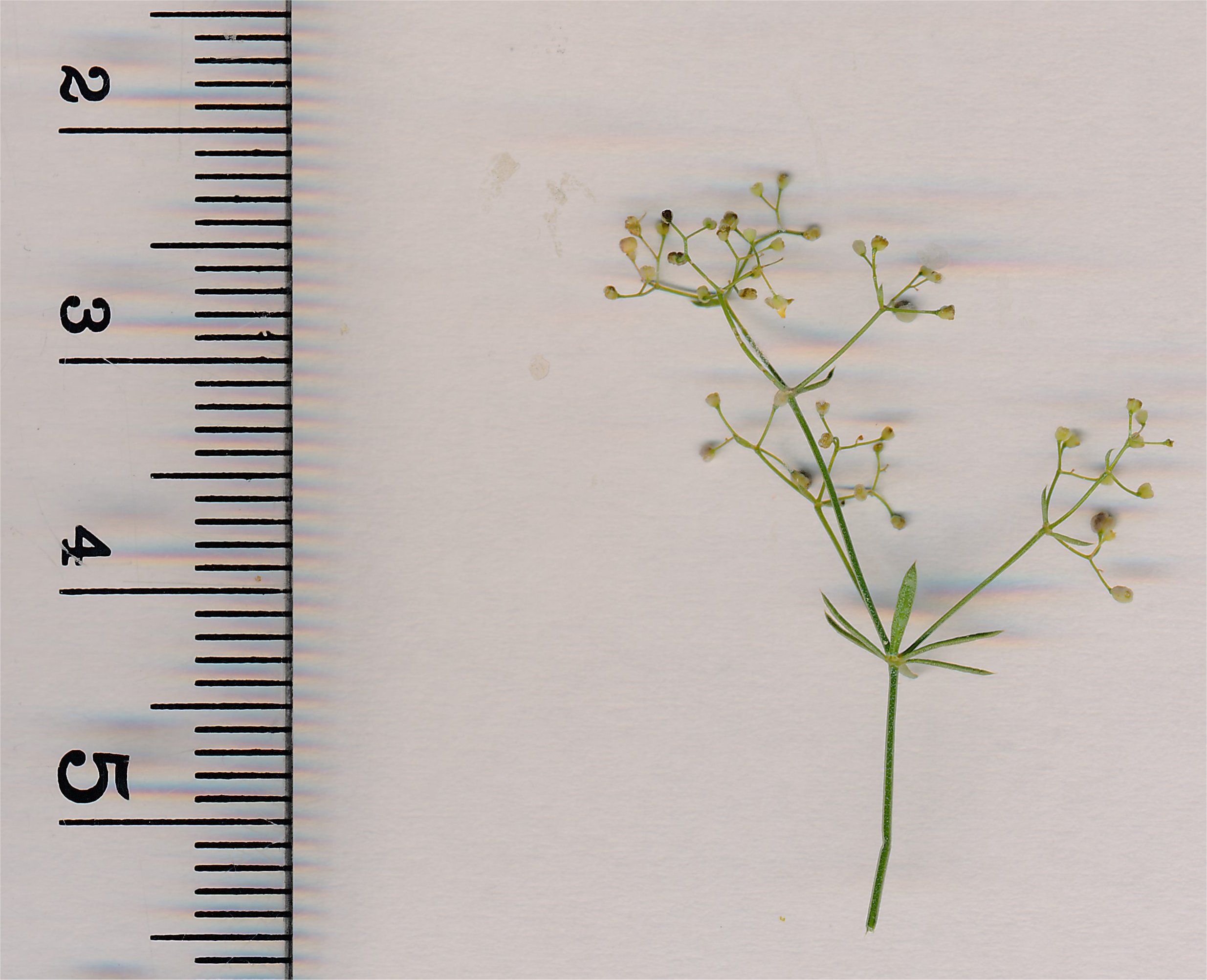 galium timeroyi