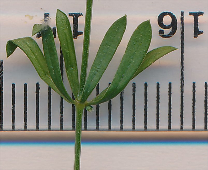 galium timeroyi